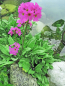 Mobile Preview: Rosenprimel - Primula rosea